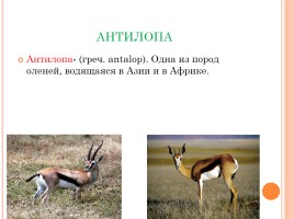 Этимология некоторых слов по теме «Животные», слайд 4