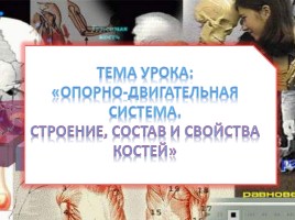 Опорно-двигательная система - Строение, состав и свойства костей, слайд 2