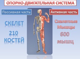 Опорно-двигательная система - Строение, состав и свойства костей, слайд 4