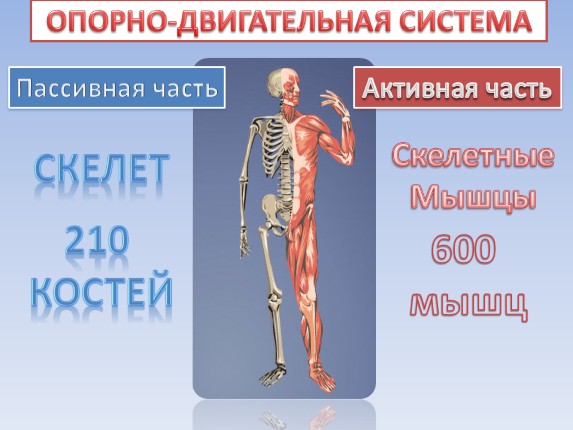 Презентация «Опорно-двигательная система - Строение, состав и свойства ...