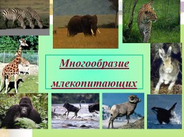 Многообразие млекопитающих, слайд 1