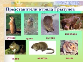 Многообразие млекопитающих, слайд 10