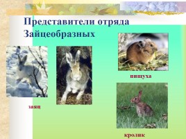 Многообразие млекопитающих, слайд 12