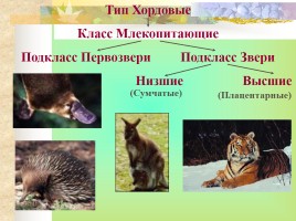 Многообразие млекопитающих, слайд 2