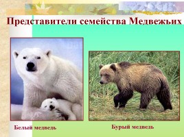 Многообразие млекопитающих, слайд 20