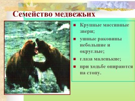 Многообразие млекопитающих, слайд 21
