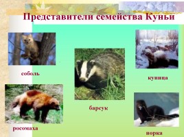 Многообразие млекопитающих, слайд 22