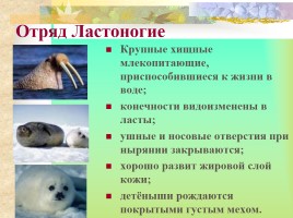 Многообразие млекопитающих, слайд 24