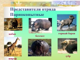 Многообразие млекопитающих, слайд 29