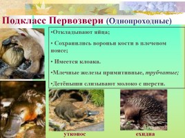 Многообразие млекопитающих, слайд 3