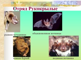 Многообразие млекопитающих, слайд 8