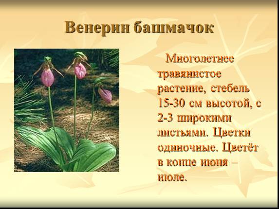 Растения И Животные Занесенные В Красную Книгу Кировской Области