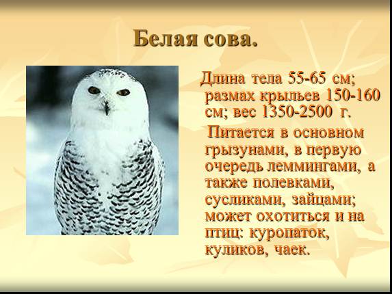 Презентация «Некоторые растения и животные, включённые в