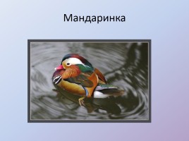 По тропинкам Хабаровского края, слайд 13