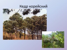 По тропинкам Хабаровского края, слайд 2