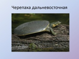 По тропинкам Хабаровского края, слайд 29