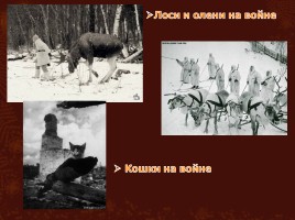 Животные на великой Отечественной войне, слайд 10
