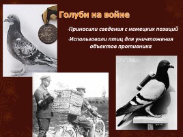 Животные на великой Отечественной войне, слайд 11