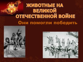 Животные на великой Отечественной войне, слайд 2