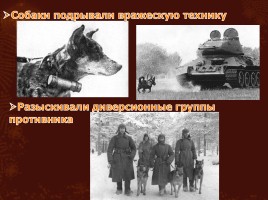 Животные на великой Отечественной войне, слайд 4