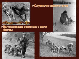 Животные на великой Отечественной войне, слайд 5