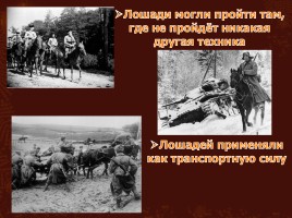 Животные на великой Отечественной войне, слайд 8