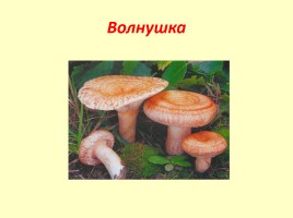 Съедобные грибы, слайд 6