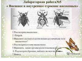 Класс насекомые, слайд 4