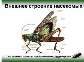 Класс насекомые, слайд 5