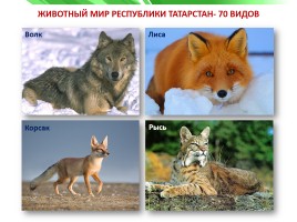 Разнообразие природы Республики Татарстан, слайд 14