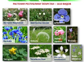 Разнообразие природы Республики Татарстан, слайд 19
