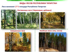 Разнообразие природы Республики Татарстан, слайд 7
