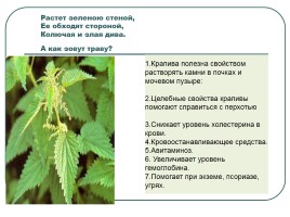 Лекарственные растения, слайд 2