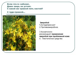 Лекарственные растения, слайд 4