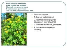 Лекарственные растения, слайд 6