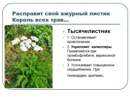 Лекарственные растения, слайд 7