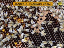 Исследование организации и продуктов жизнедеятельности пчёл в улье, слайд 11