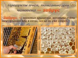Исследование организации и продуктов жизнедеятельности пчёл в улье, слайд 15