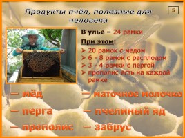 Исследование организации и продуктов жизнедеятельности пчёл в улье, слайд 5