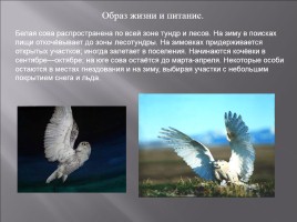 Полярная сова - волшебный оберег, слайд 17