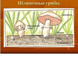 Шляпочные грибы, слайд 2