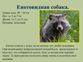 Животный мир лесов России, слайд 10