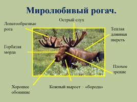 Животный мир лесов России, слайд 23