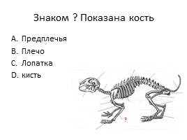 Тест «Млекопитающие», слайд 3