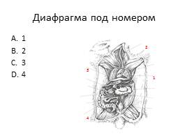 Тест «Млекопитающие», слайд 9