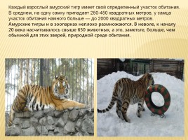 Амурский тигр, слайд 11