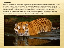 Амурский тигр, слайд 13