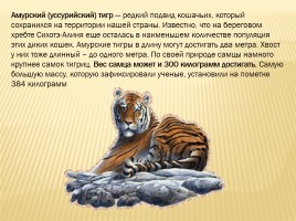 Амурский тигр, слайд 2