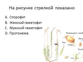 Тест «Отделы растений», слайд 4