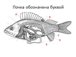 Тест «Рыбы», слайд 7